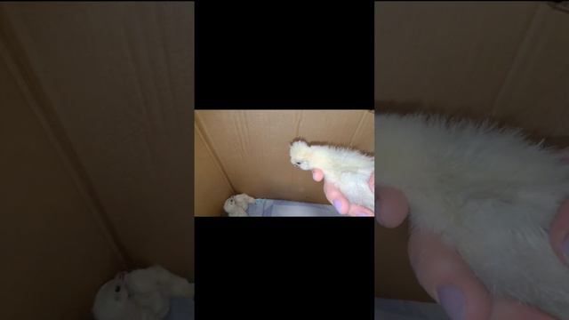 Покупка для души 🐥/Китайские шёлковые