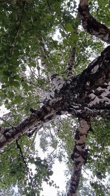 Берёза🌳