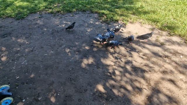 КОРМИМ ГОЛУБЕЙ И ЕДИМ МОРОЖЕНОЕ🤗🥰💋💕