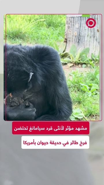 في لقطة جميلة، ظهرت أنثى القرد سيامانغ في حديقة حيوان ألبوكيرك وهي تحتضن بلطف فرخ طائر أبو الحناء.