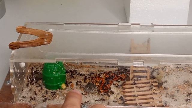 Поилка для муравьёв приехала!🐜