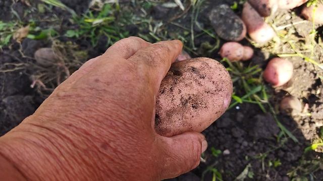 Сарпо мира картофель поздний сорт. Срок созревания 100-120 дн. Остойчивость фитофторозу отличная.