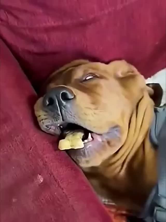Put The Food In Front Of The Sleeping Dog😅🐶🐶