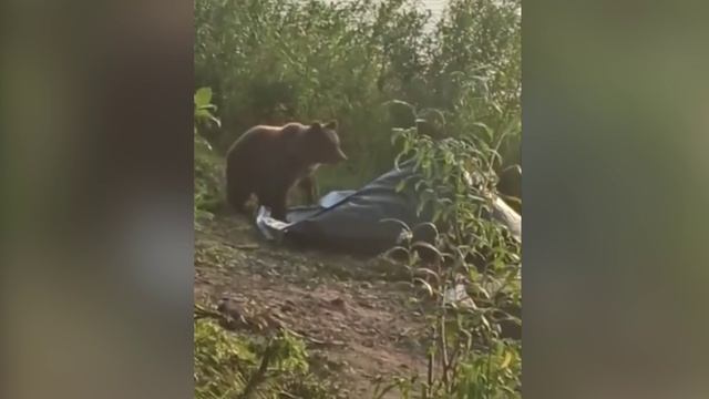 Леса Новосибирской области начали патрулировать от медведей