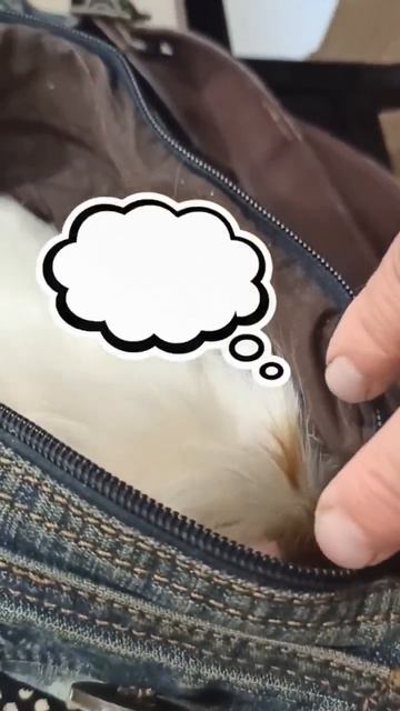 поход к ветеринару 🐽