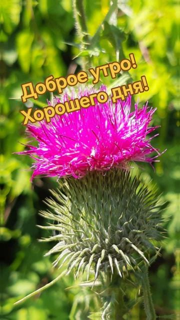 Доброе утро 