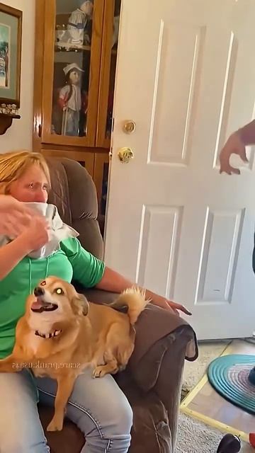 dog mess prank funny compilations