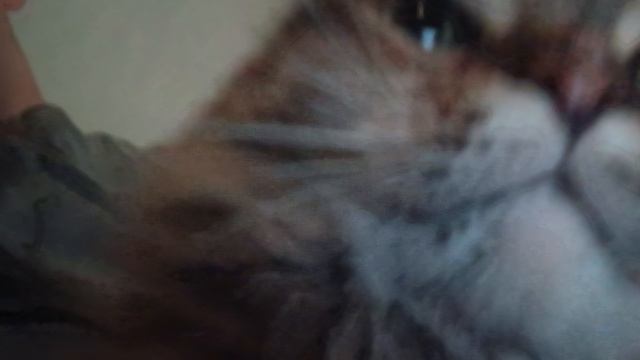 оцените кота