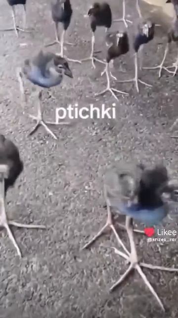 Ptichki,