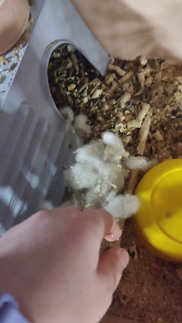 хомя🐹