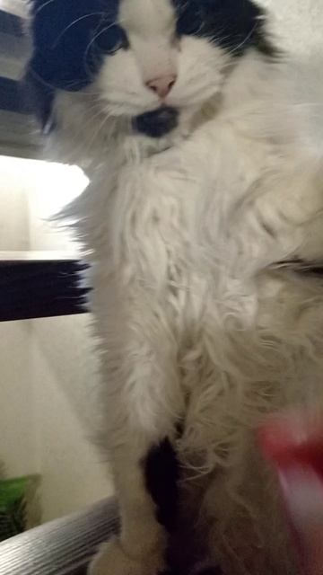 ВОТ ЭТО КОШКА- КОТОРОЙ ЛЕНЬ УМЫВАТЬСЯ!!!