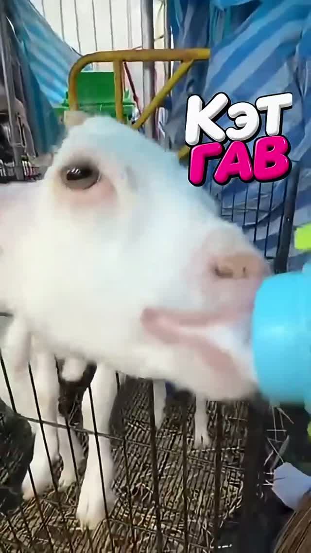 Ненасытные тайские козочки