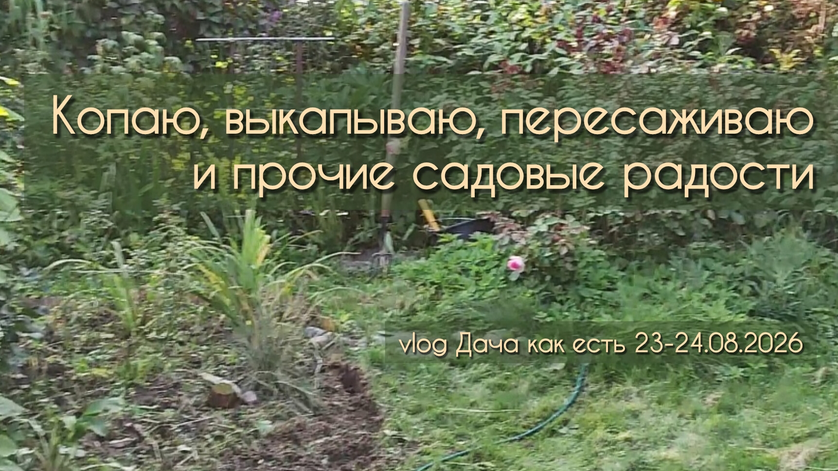 Выкопала пион, пересадила барбарис, расширила цветник / Vlog Дача как есть 24.08.2026