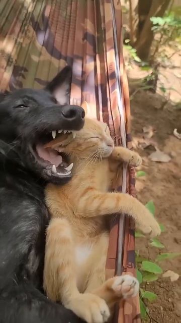 😾Это какой то неправильный Тайсон..