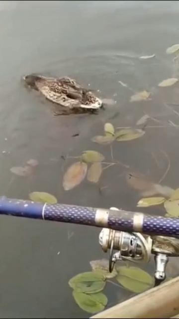 Покормил уточку... 🦆