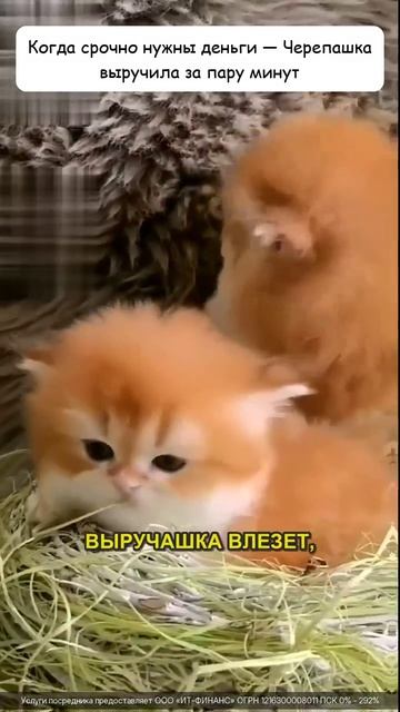 Черепашка Выручашка! Мы те кто помогает с деньгами!