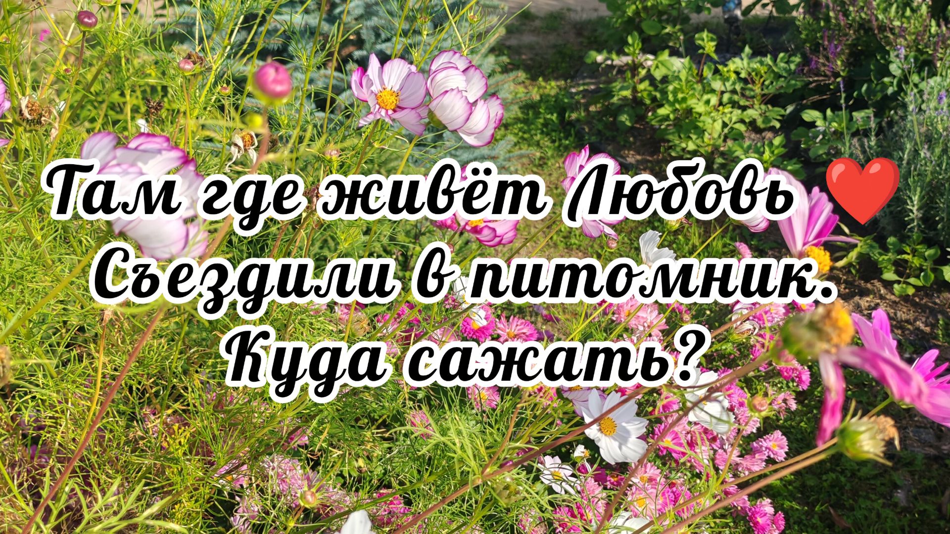 168 Съездили в питомник. Куда сажать?