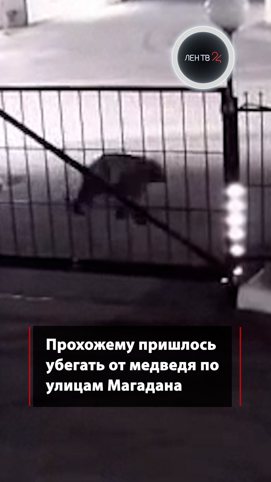 В Магадане прохожий убегал от медведя по улицам города
