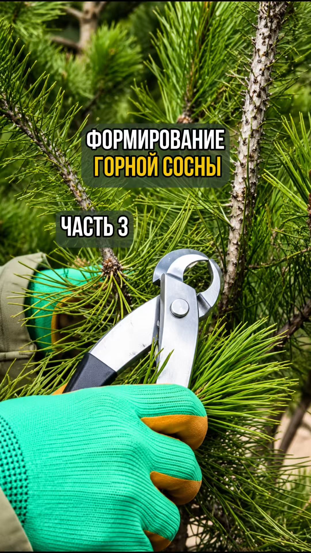 Формирование горной сосны. Часть 3
