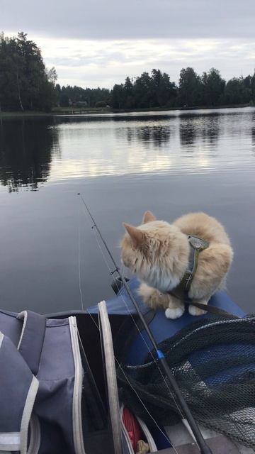 Ленобласть. Хвойное. Речка Вуокса. 25.08.2026 на рыбалке с котёночком Персиком. Эпизод 2