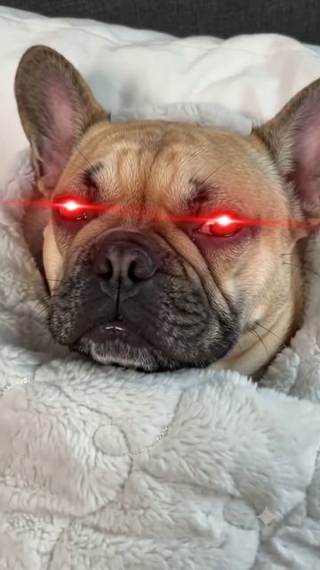 Когда уровень лени — эксперт 🐶💤 #юмор