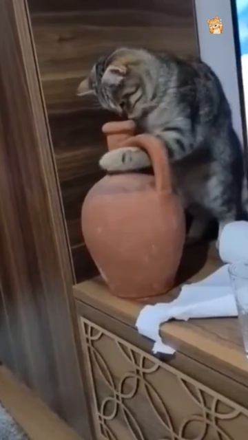 Я кайфую!😻Веселые котики. Коты хулиганы! Невероятные трюки! #кот #хулиган #трюк #смех #short