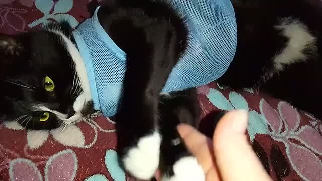 ХВОСТИК - ПРОХВОСТИК ДЛЯ МАЛЫША!😸🙀 ФИФИН МАНИКЮР!😂МИЛЫЙ КОТИК В РУБАШЕЧКЕ!😽💋