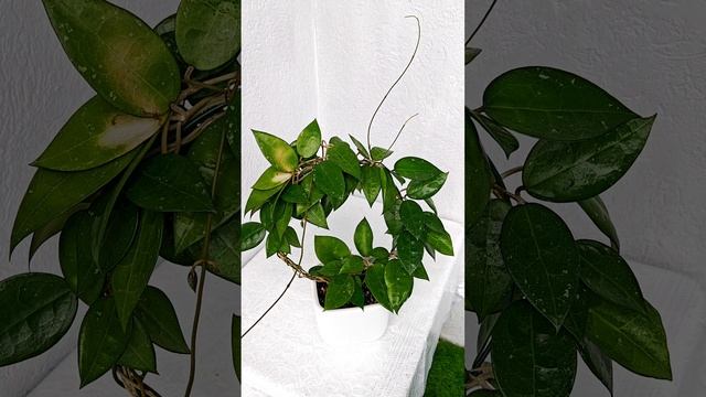 Хойя Паразитика Блэк Эйдж (Hoya Parasitica 'Black Edge')
