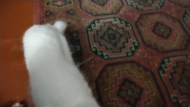 Сайфер готовится к 1 сентября