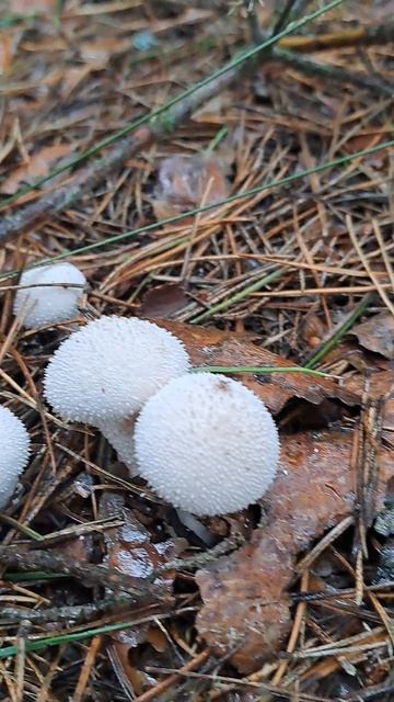 Нашли интересные грибы🍄