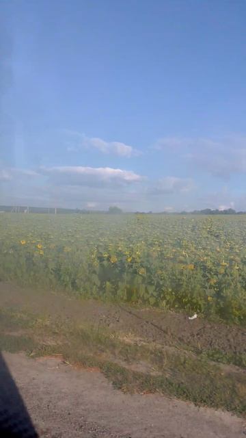 Подсолнечник в конце лета