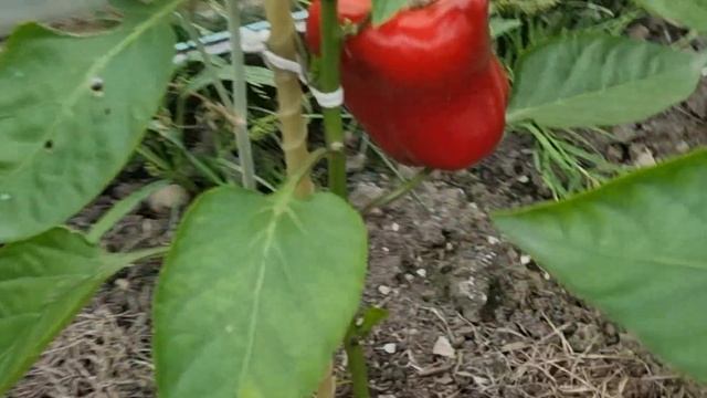 На даче и в огороде Собираем урожай~делаем заготовки Потянуло на цветочки Зачем мне это
