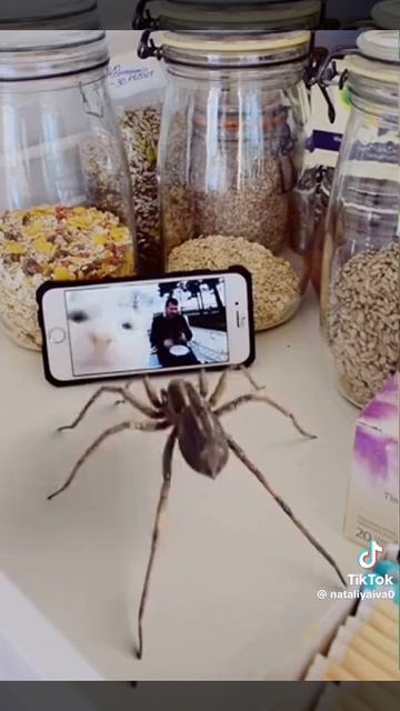 Паук танцор 🤣😂🤣😂