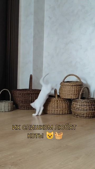 кот и корзины
