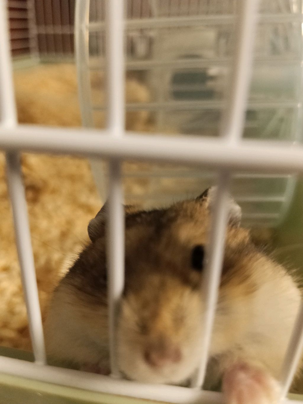 хомяк 🐹