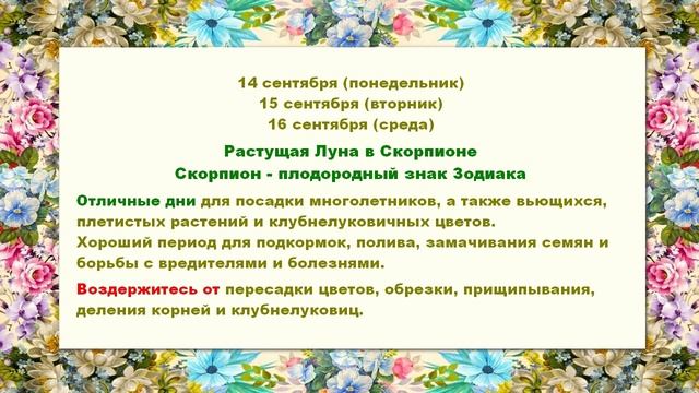 Лунный календарь комнатных растений и цветов на сентябрь 2026 года