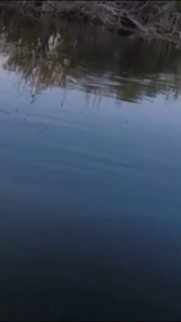 Щука на Хорватское яйцо 🥚