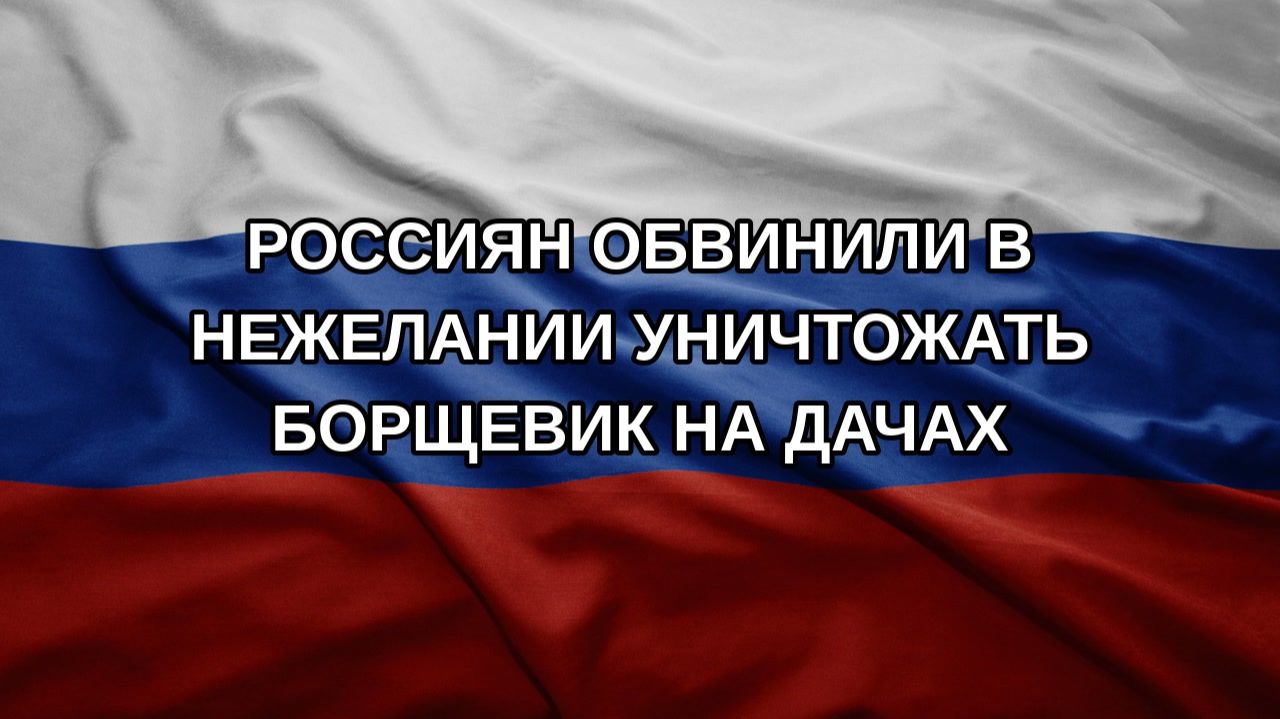 Россиян обвинили в нежелании уничтожать борщевик на дачах