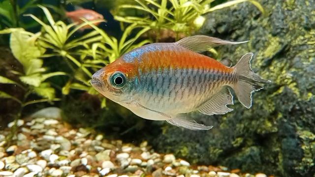 Congo tetra Phenacogrammus interruptus and Black tetra Gymnocorymbus ternetzi-GloFish