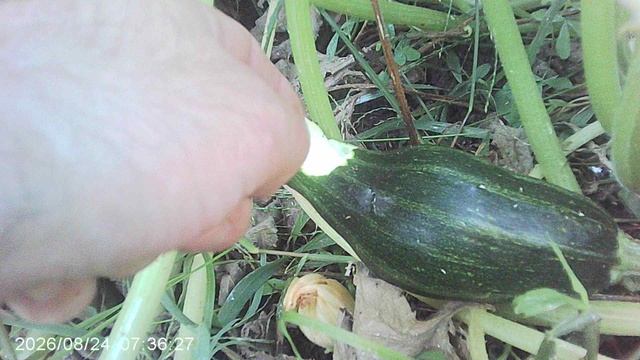 Кабачок начал расти но слизни ...