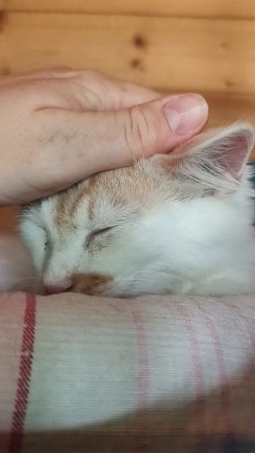Улыбка кота Атома бесценна!🙀😻 завтра выставка в Измайлово, будет много наших кошек и котят🐈⬛ ❤️