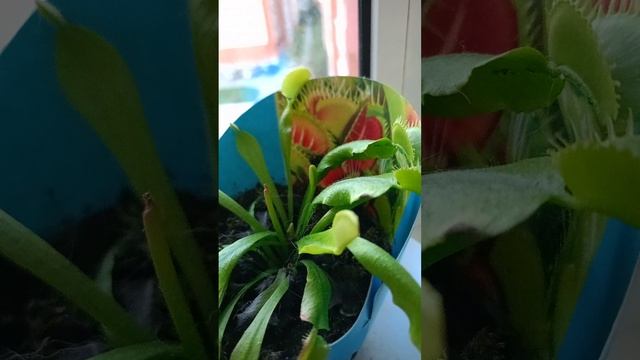 даём мухоловки муху