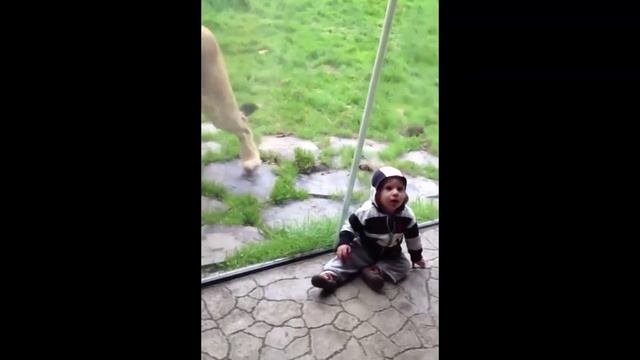 Дети в зоопарке ) # дети # животные # юмор # позитив # зоопарк #
