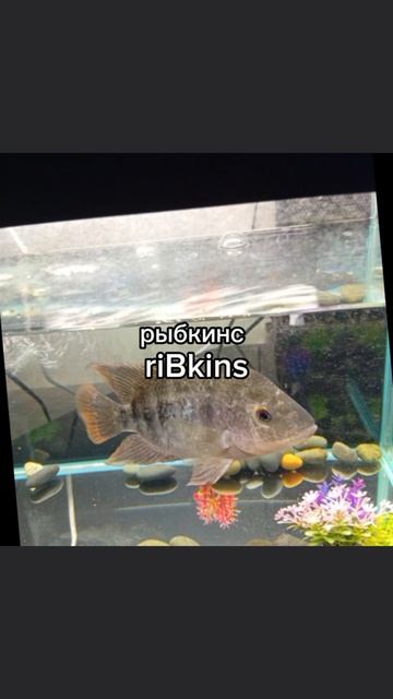 рыбки