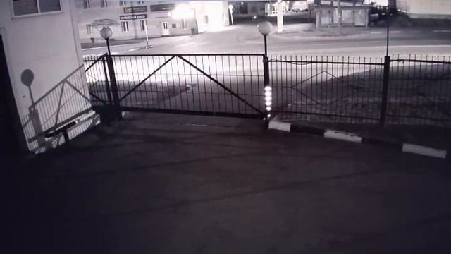 Медвежий забег по Магадану