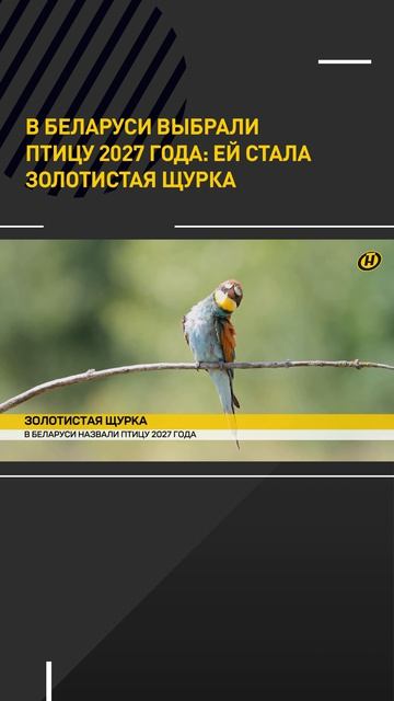 В Беларуси выбрали Птицу года-2027