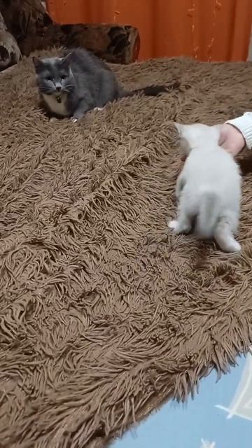кот