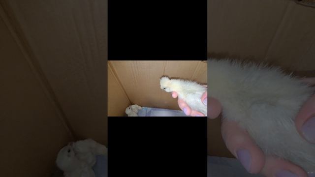 цыплята породы китайские шелковые