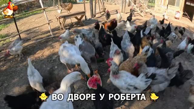 Содержание кур в домашних условиях и других птиц во дворе у Роберта  592