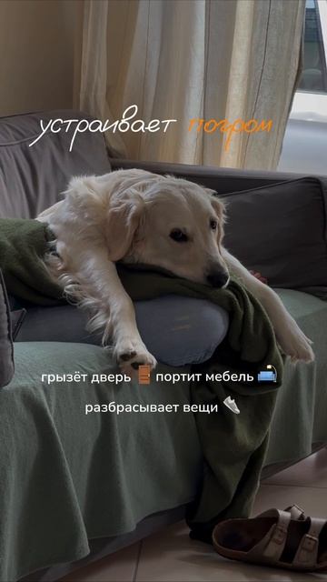 Как заметить признаки тревоги у любимца, когда он дома один?